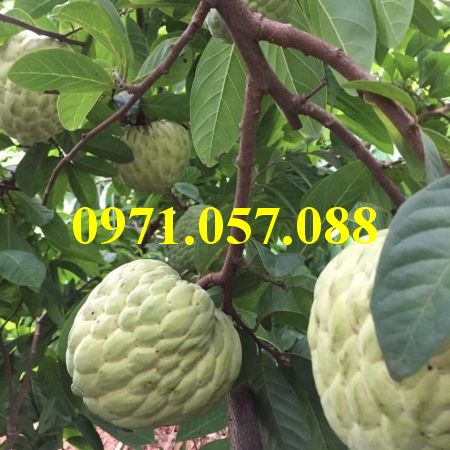 Cây giống na thái